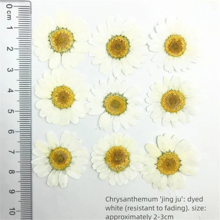 Dried Flower Bookmark - 100 sztuk farbowanych płatków suszonych chryzantem
