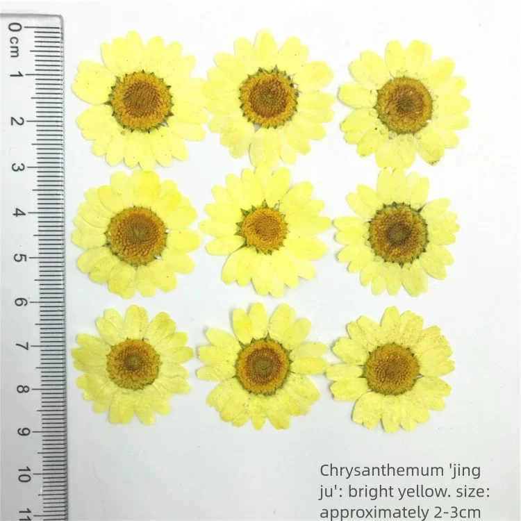 100 sztuk farbowanych płatków  – Dried Flower Bookmark recenzja i cena