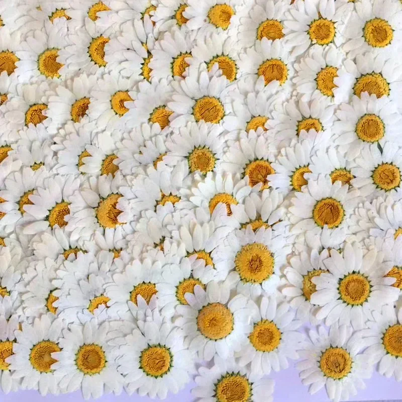 60 sztuk suszonych, prasowanyc – Dried Flower Bookmark recenzja i cena
