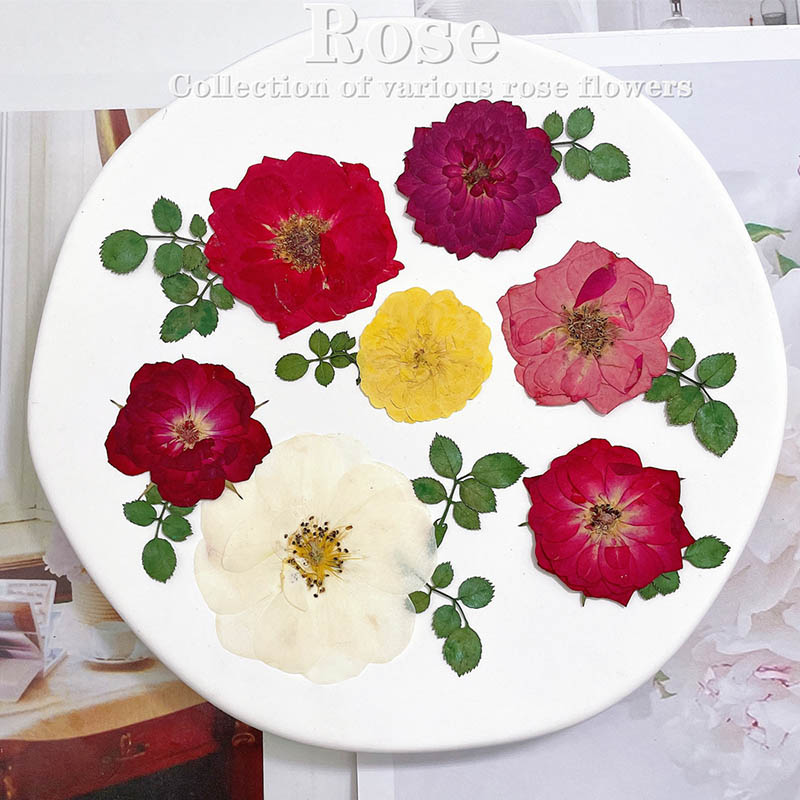 60 sztuk prasowane suszone cze – Dried Flower Bookmark recenzja i cena