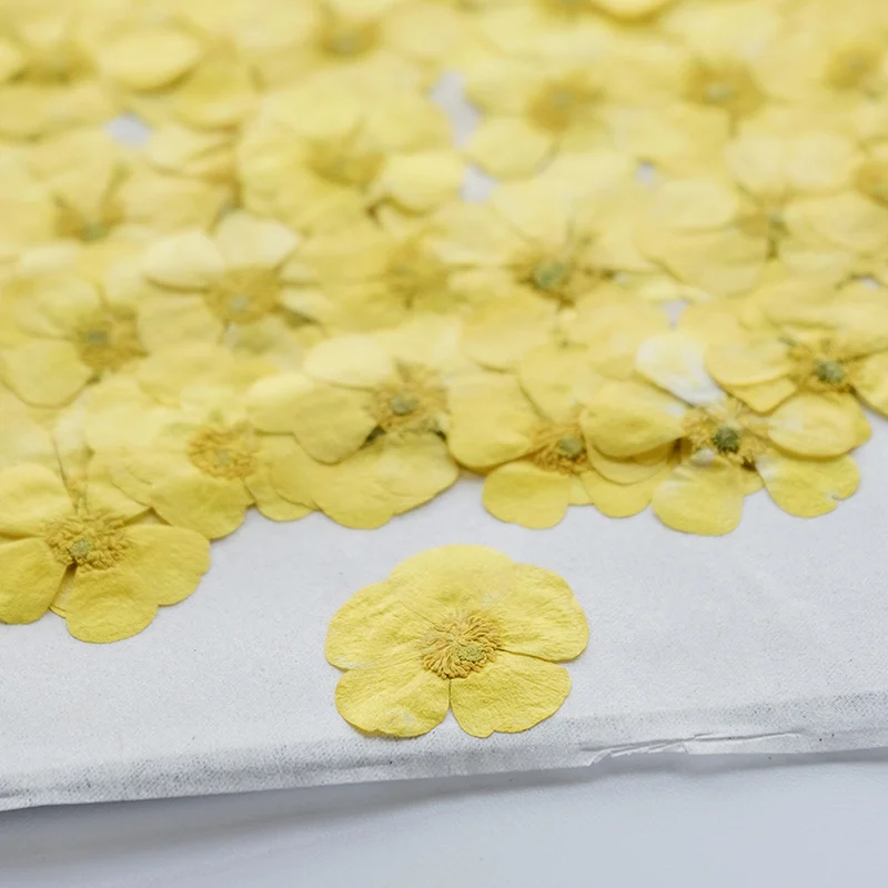 100 szt. suszonych kwiatów ran – Dried Flower Bookmark recenzja i cena